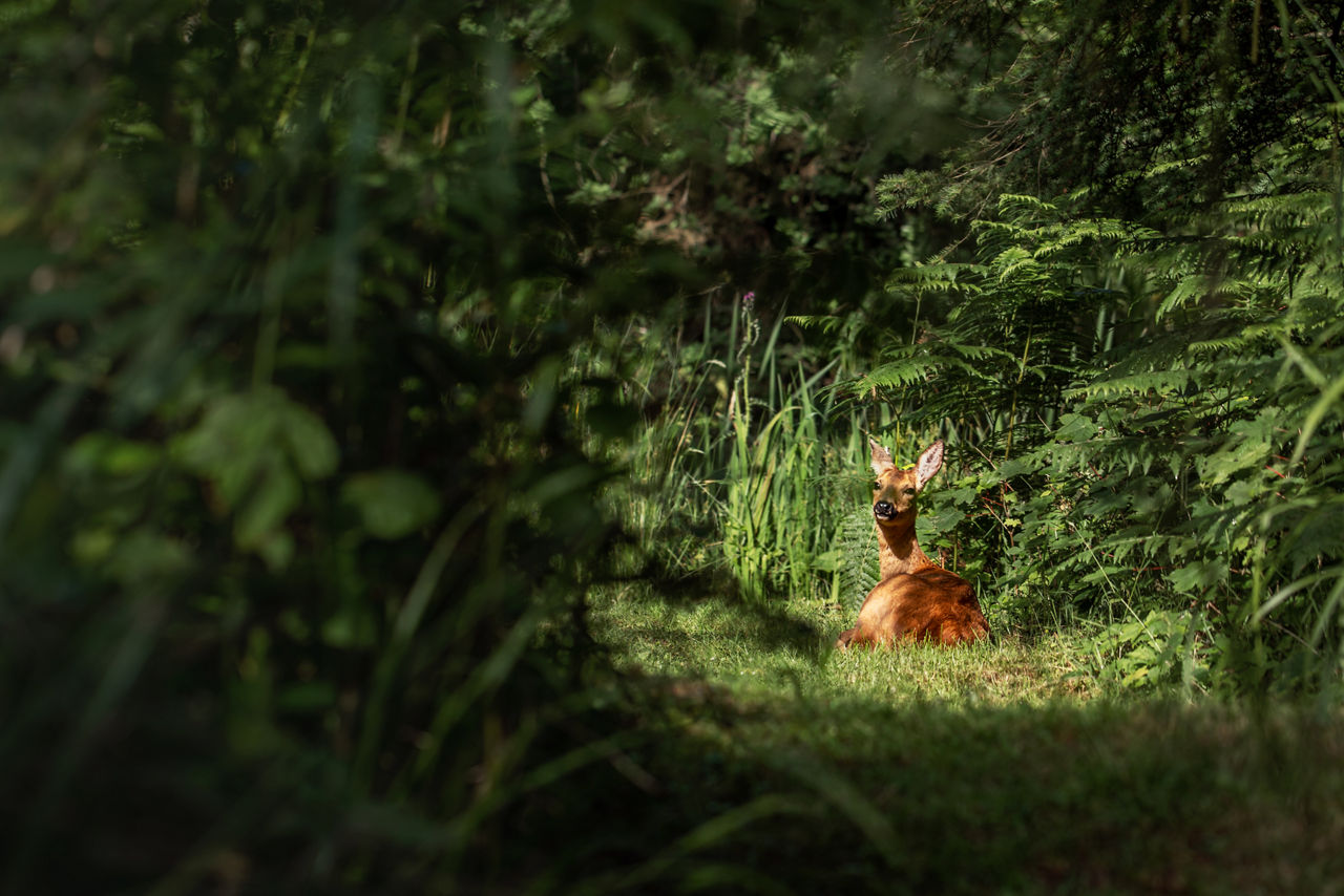 View of deer sat down in the forest, sheltered by the trees